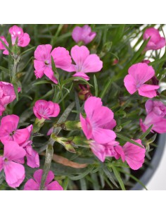 Dianthus Kaori: Garofano Profumato Rosa in Vaso 14 cm 2