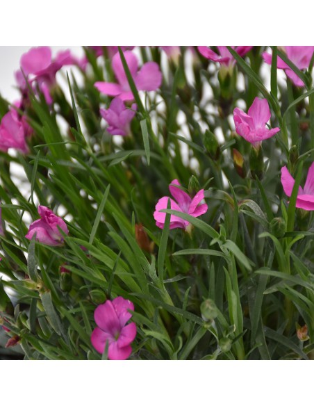 Dianthus Kaori: Garofano Profumato Rosa in Vaso 14 cm