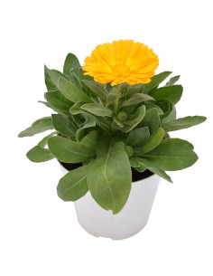 CALENDULA OFFICINALIS Diametro vaso 14 Cm