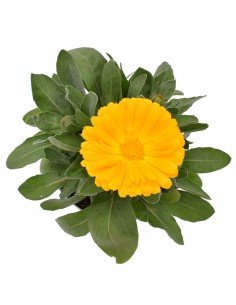CALENDULA OFFICINALIS Diametro vaso 14 Cm 2