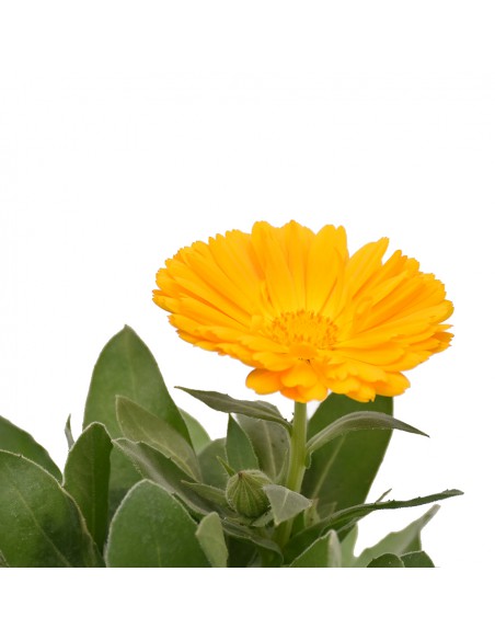 CALENDULA OFFICINALIS Diametro vaso 14 Cm