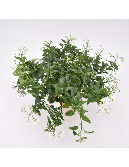 SOLANUM JASMINOIDES 'Gelsomino di notte' diametro vaso 14 cm