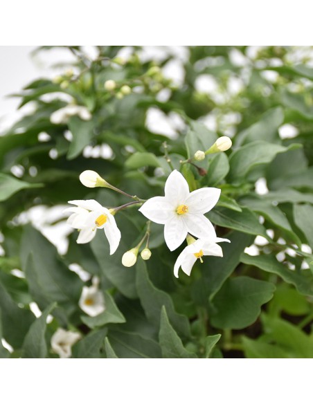 SOLANUM JASMINOIDES 'Gelsomino di notte' diametro vaso 14 cm