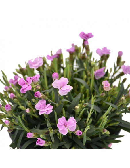 GAROFANO "DIANTHUS PINK KISSES" diametro vaso 14 cm