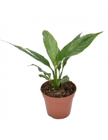 SPATHIPHYLLUM "VARIEGATO" Diametro vaso 14 Cm