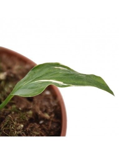 SPATHIPHYLLUM "VARIEGATO" Diametro vaso 14 Cm