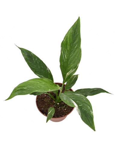 SPATHIPHYLLUM "VARIEGATO" Diametro vaso 14 Cm