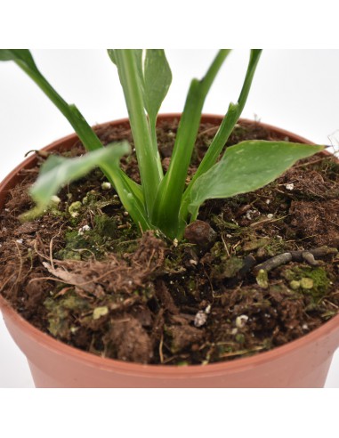 SPATHIPHYLLUM "VARIEGATO" Diametro vaso 14 Cm