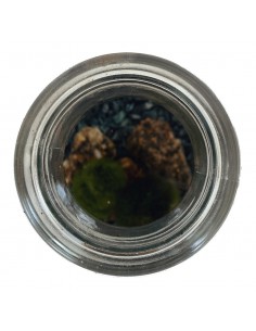 MARIMO Diametro 10 Cm Altezza 20 Cm 2