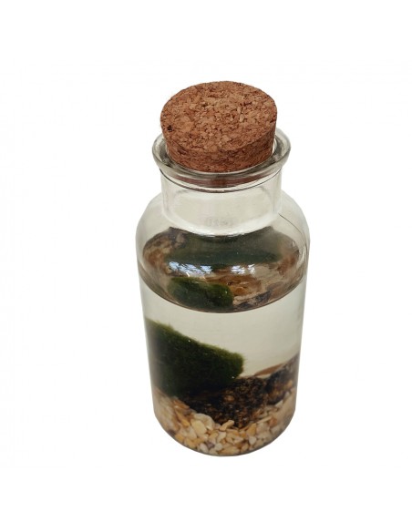 MARIMO Diametro 8 Cm Altezza 20 Cm