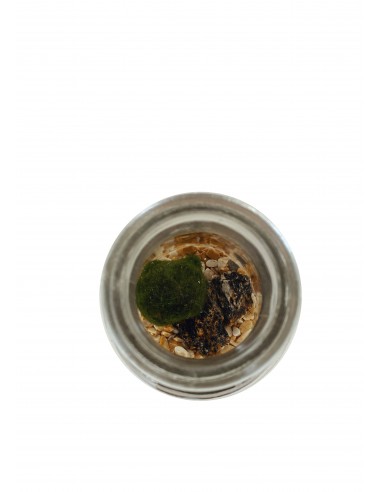 MARIMO Diametro 8 Cm Altezza 20 Cm