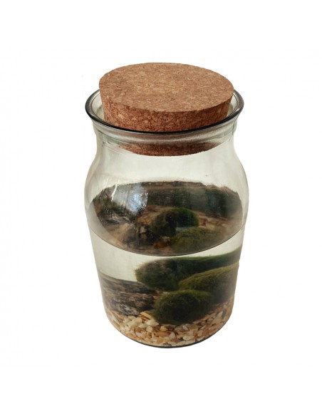 MARIMO Diametro 12 Cm Altezza 25 Cm