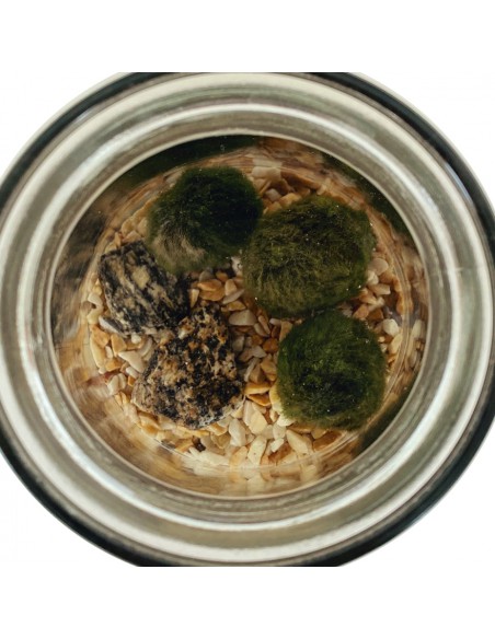 MARIMO Diametro 12 Cm Altezza 25 Cm