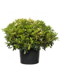 PITOSFORO TORBIDA NANO Diametro vaso 24 cm