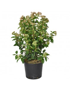 VIBURNUM TINUS "palla di neve" Diametro vaso 18 Cm