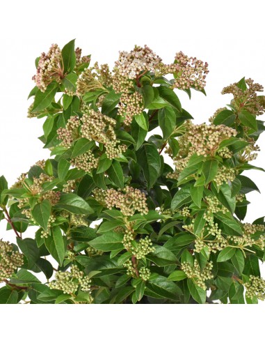 VIBURNUM TINUS "palla di neve" Diametro vaso 18 Cm