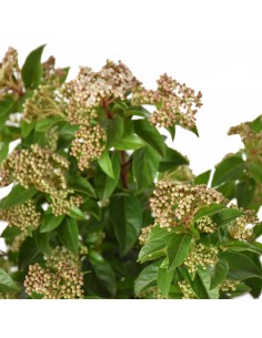 PALLA DI NEVE "VIBURNUM TINUS" dimensione vaso 11 cm 2
