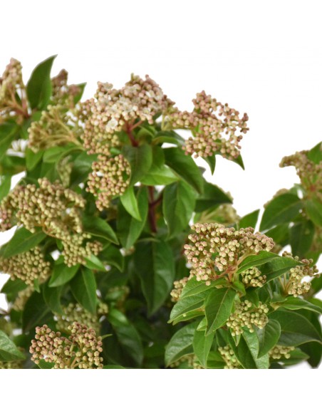 PALLA DI NEVE "VIBURNUM TINUS" dimensione vaso 11 cm