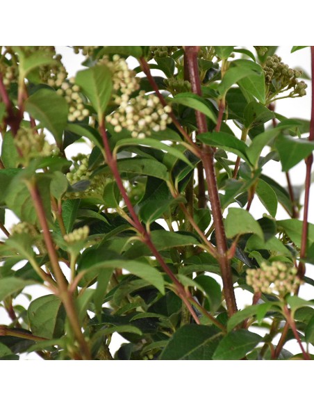 VIBURNUM TINUS "Palla di neve" Diametro vaso 24 cm