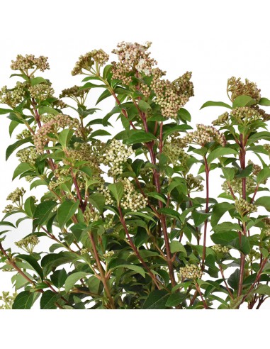 VIBURNUM TINUS "Palla di neve" Diametro vaso 24 cm