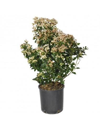 VIBURNUM TINUS "Palla di neve" Diametro vaso 24 cm