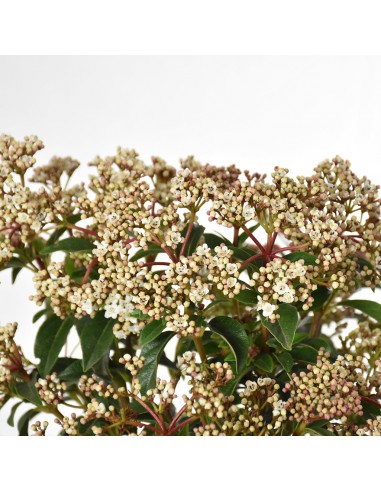 VIBURNUM TINUS "Palla di neve" Diametro vaso 24 cm