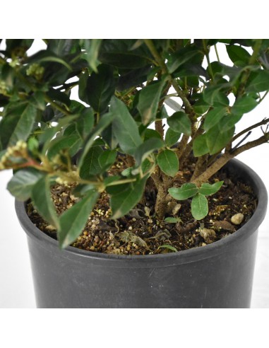 VIBURNUM TINUS "Palla di neve" Diametro vaso 24 cm