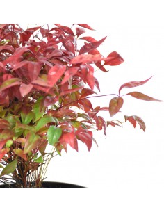 NANDINA DOMESTICA FIRE POWER Diametro vaso 18 Cm 2