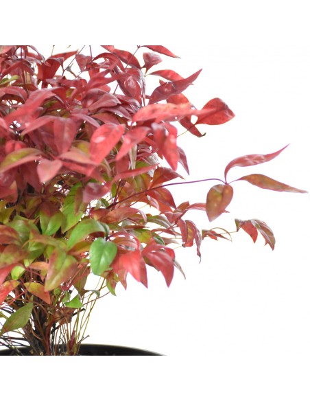 NANDINA DOMESTICA FIRE POWER Diametro vaso 18 Cm