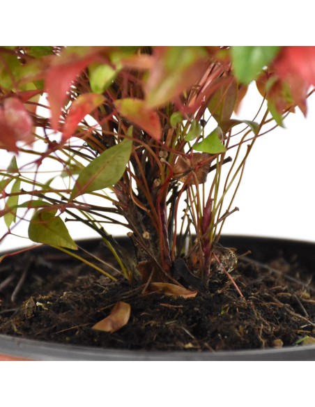 NANDINA DOMESTICA FIRE POWER Diametro vaso 18 Cm