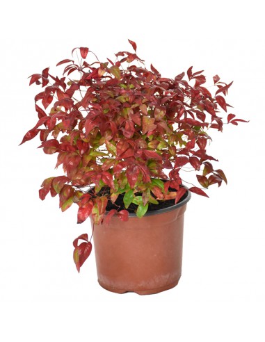 NANDINA DOMESTICA FIRE POWER Diametro vaso 18 Cm