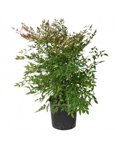 NANDINA DOMESTICA Diametro vaso 24 Cm