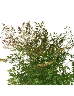 NANDINA DOMESTICA Diametro vaso 24 Cm 2