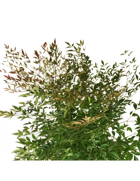 NANDINA DOMESTICA Diametro vaso 24 Cm