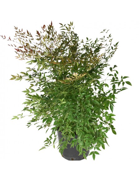 NANDINA DOMESTICA Diametro vaso 24 Cm