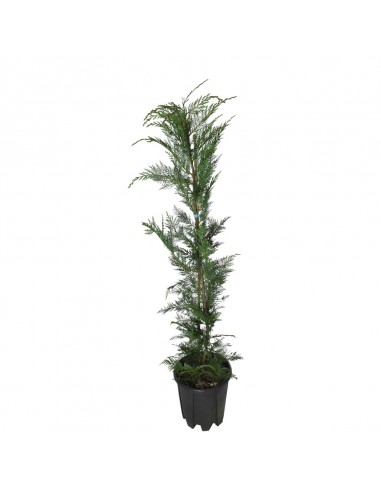 CIPRESSO LEYLANDII Diametro vaso 24 Cm