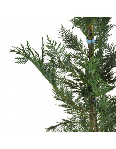 CIPRESSO LEYLANDII Diametro vaso 24 Cm