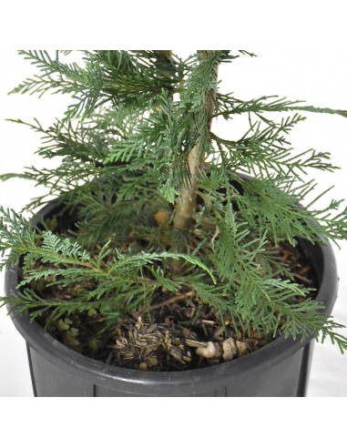 CIPRESSO LEYLANDII Diametro vaso 24 Cm