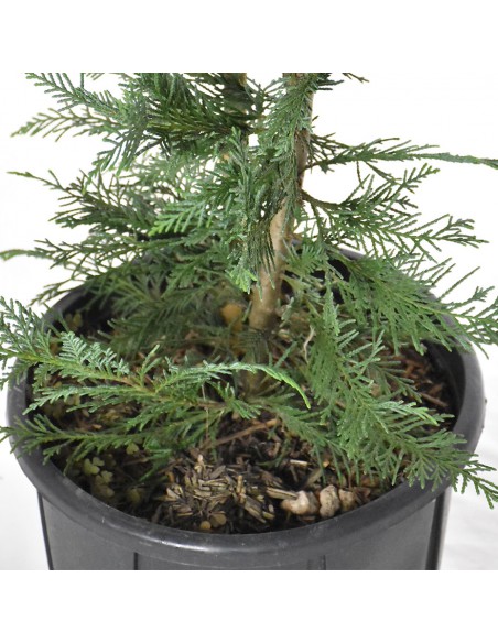 CIPRESSO LEYLANDII Diametro vaso 24 Cm
