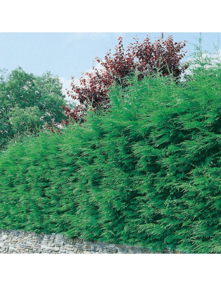 CIPRESSO LEYLANDII Diametro vaso 24 Cm