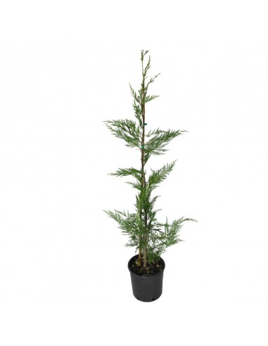 CIPRESSO LEYLANDII Diametro vaso 20 Cm