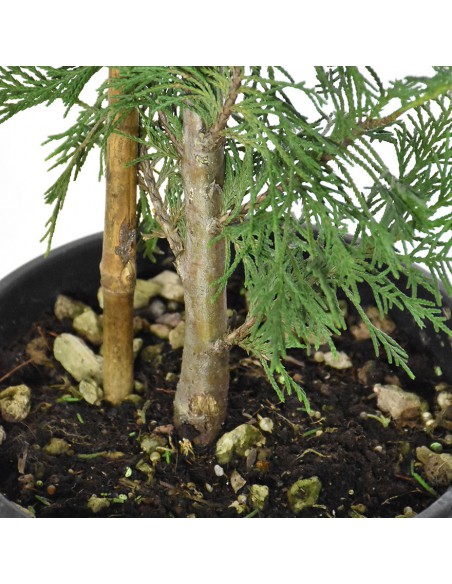 CIPRESSO LEYLANDII Diametro vaso 20 Cm