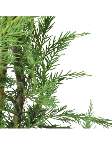 CIPRESSO LEYLANDII Diametro vaso 20 Cm