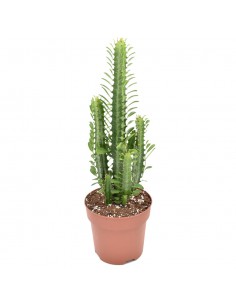 EUPHORBIA TRIGONA Diametro vaso 17 Cm altezza 65 cm