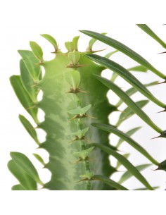 EUPHORBIA TRIGONA Diametro vaso 17 Cm altezza 65 cm 2