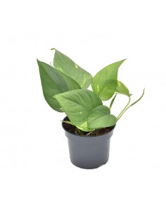 Pothos (EPIPREMNUM PINNATUM 'AUREUM') diametro vaso 12 cm