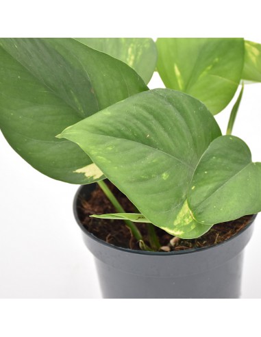 Pothos (EPIPREMNUM PINNATUM 'AUREUM') diametro vaso 12 cm