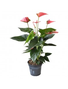 ANTHURIUM 'Joli' - PINK diametro vaso 17 cm 2