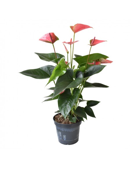 ANTHURIUM 'Joli' - PINK diametro vaso 17 cm