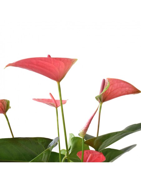 ANTHURIUM 'Joli' - PINK diametro vaso 17 cm